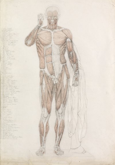 Studio anatomico: muscolatura umana, in Contrapposto da John Bathe