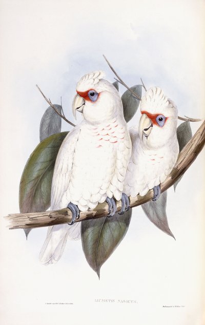 Cacatua dal becco lungo da John Gould