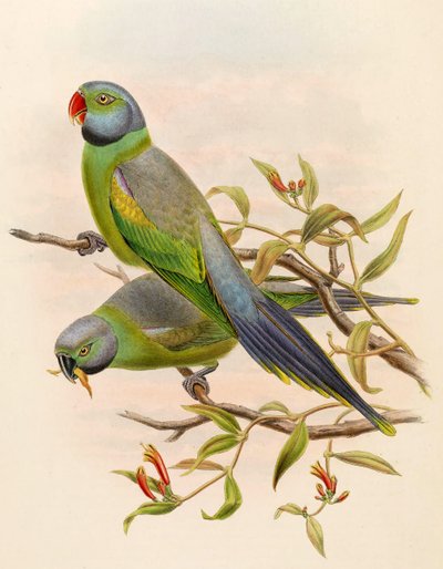 Palaeornis calthropae = Psittacula calthropae da John Gould