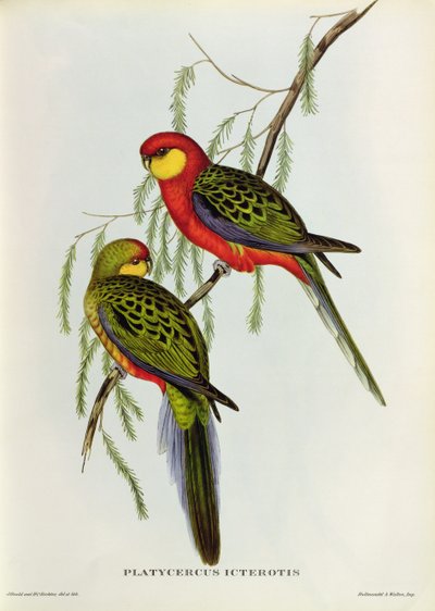 Platycercus Icterotis da John Gould