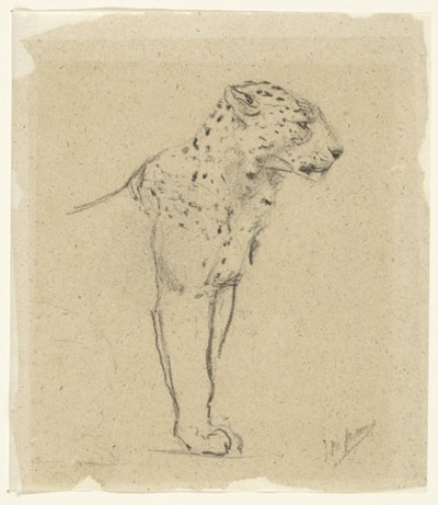 Studio di un leopardo in piedi da John Macallan Swan