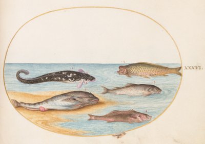 Pesce, c.1575-80 da Joris Hoefnagel