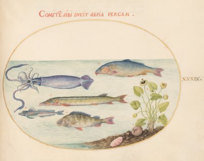 Pesce, c.1575-80 da Joris Hoefnagel