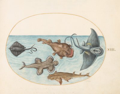 Pesce, c.1575-80 da Joris Hoefnagel