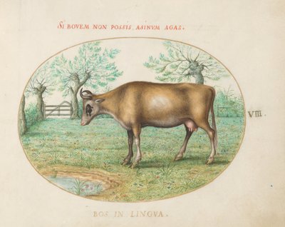 Tavola 8: Una mucca da Joris Hoefnagel