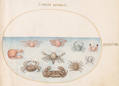 Crostaceo, c.1575-80 da Joris Hoefnagel