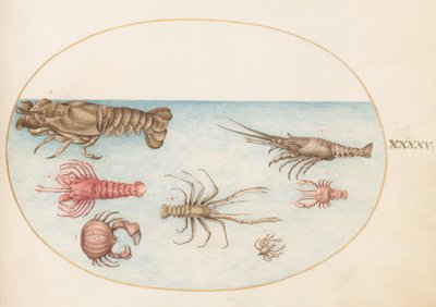 Crostacei, c.1575-80 da Joris Hoefnagel