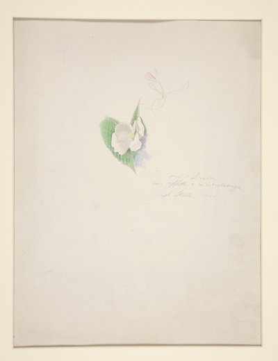 Fiore da Joseph Stella