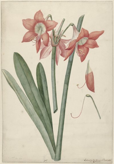 Amaryllis Haworthia Margaritiferas da Laurens Jacobsz. van der Vinne