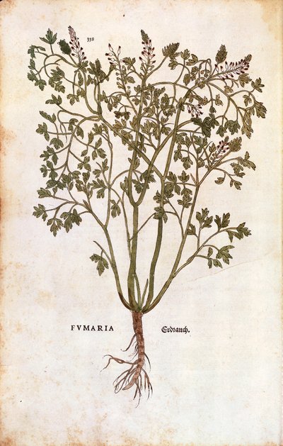 Fumaria comune (Fumaria officinalis) da Leonhard Fuchs