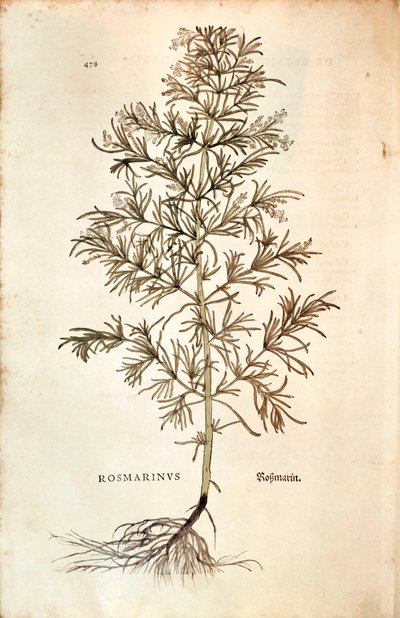 Rosmarino (Rosmarinus Officinalis) da Leonhard Fuchs