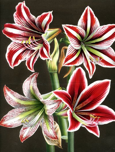 Amaryllis Hippeastra da Louis Van Houtte