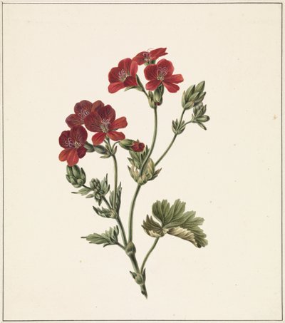 Fiore rosso da M. de Gijselaar