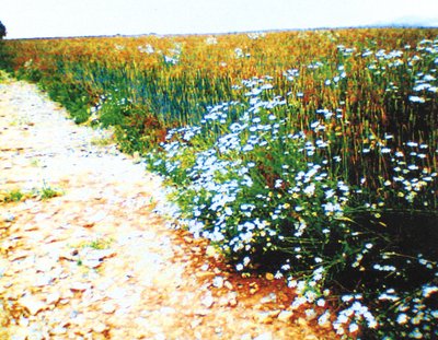 Sentiero di campagna da Martina Konitzky