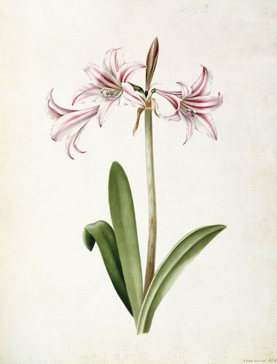 (Amaryllis) Vittata Formosa da Mary Elizabeth Rosenberg