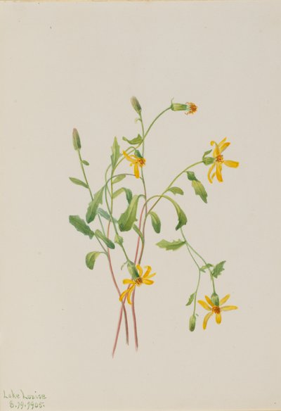 Senecio alpino da Mary Vaux Walcott