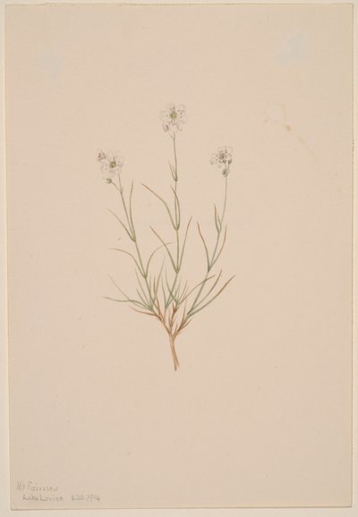 Arenaria formosa, 1904 da Mary Vaux Walcott