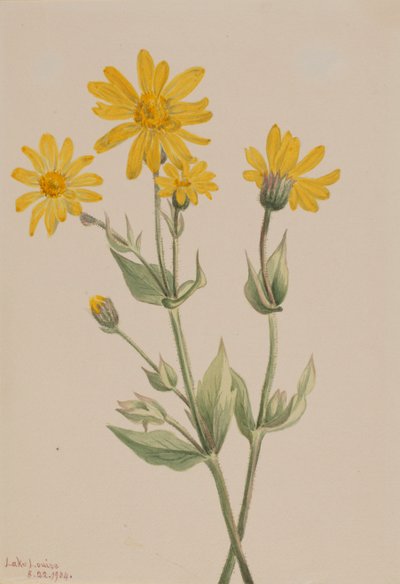 Arnica da Mary Vaux Walcott