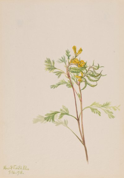 Capnoides aureum da Mary Vaux Walcott