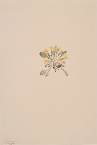 Crepis Elegans, 1904 da Mary Vaux Walcott