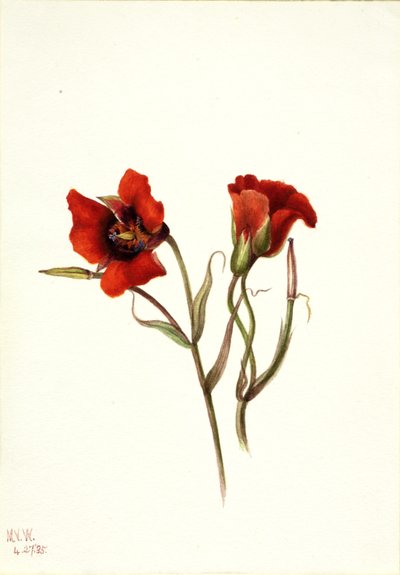 Mariposa del deserto Calochortus kennedyi, 1935 da Mary Vaux Walcott