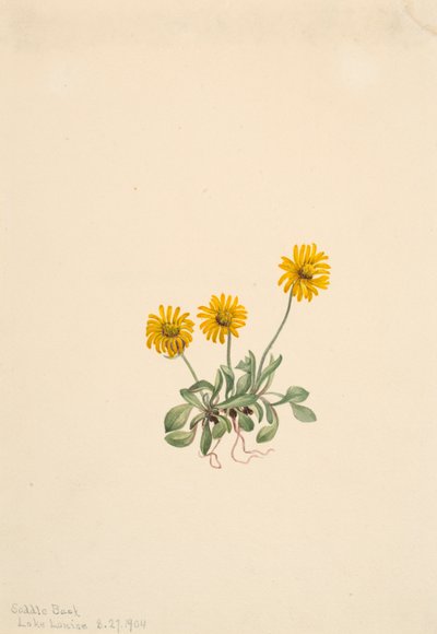 Erigeron aureus, 1904 da Mary Vaux Walcott