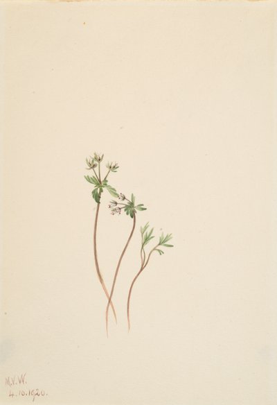 Precursore della Primavera Erigenia bulbosa da Mary Vaux Walcott