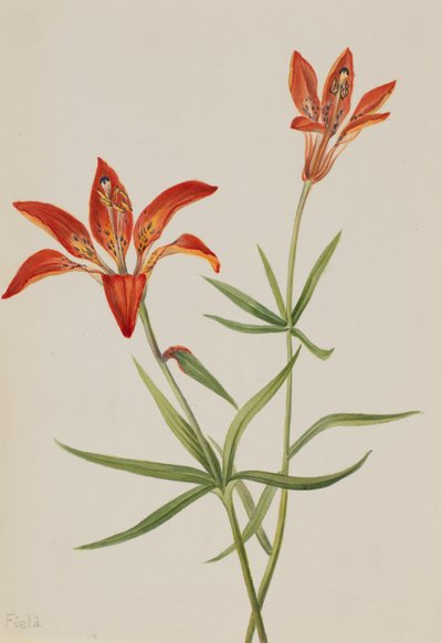 Giglio Lilium montanum da Mary Vaux Walcott