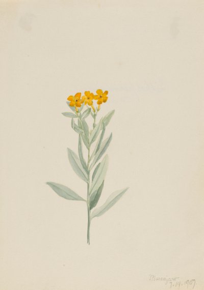 Lithospermum canescens, 1907 da Mary Vaux Walcott