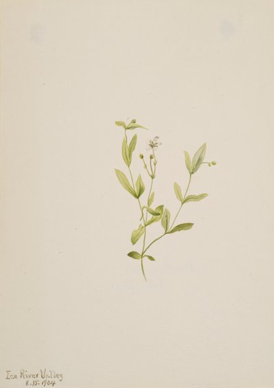 Moehringia laberiflora da Mary Vaux Walcott