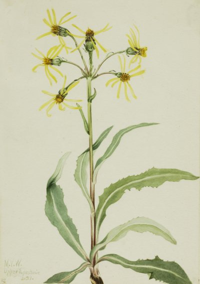 Senecio lugens in lutto da Mary Vaux Walcott