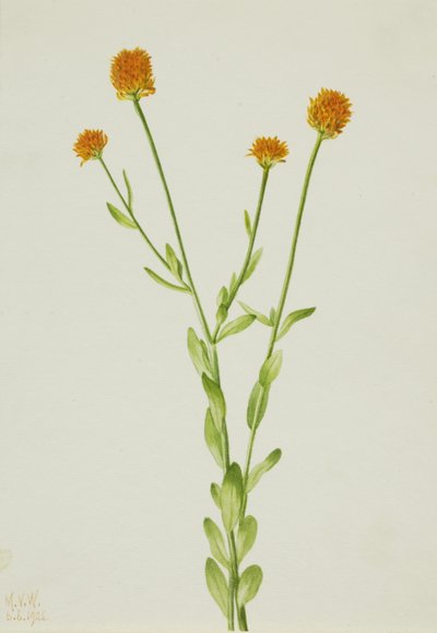 Poligala arancione Polygala lutea, 1926 da Mary Vaux Walcott