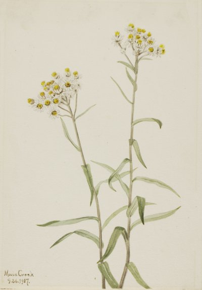 Perla eterna Anaphalis margaritacea da Mary Vaux Walcott