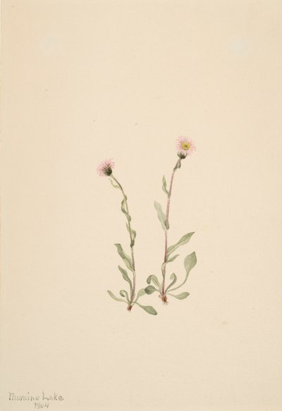 Erigeron jucundus Rosa da Mary Vaux Walcott