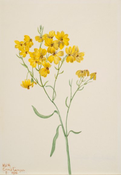 Psilostrophe sparsiflora, 1938 da Mary Vaux Walcott