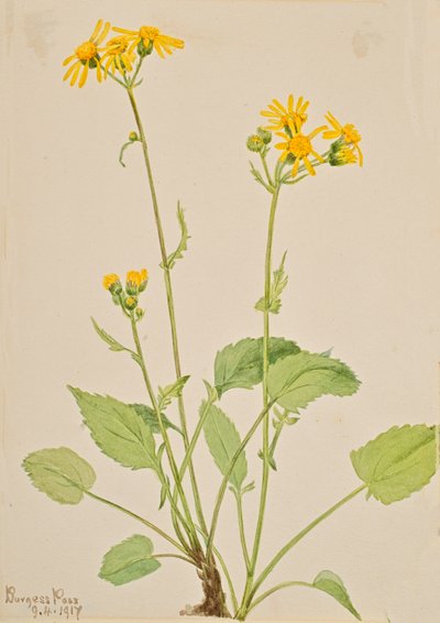 Senecio burkei da Mary Vaux Walcott