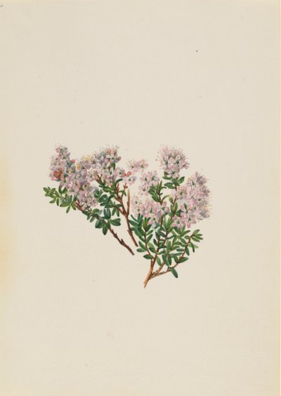 Sand Myrtle Leiophyllum lyoni da Mary Vaux Walcott