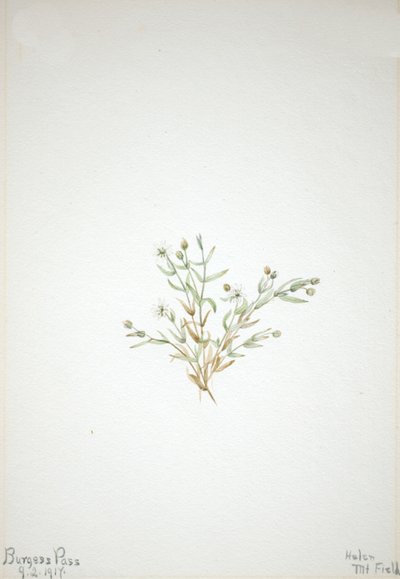 Stelleria leata, 1917 da Mary Vaux Walcott