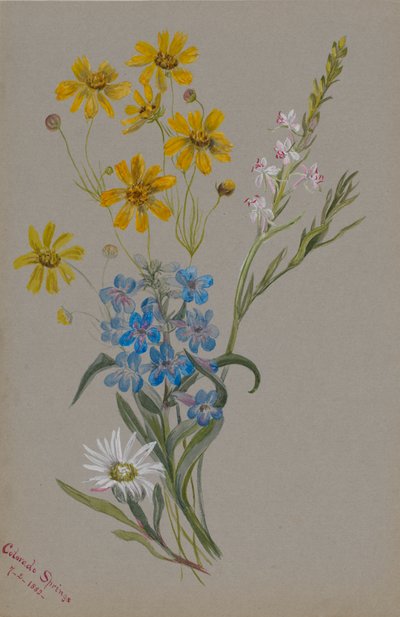 Senza titolo, Gruppo di fiori, 1883 da Mary Vaux Walcott