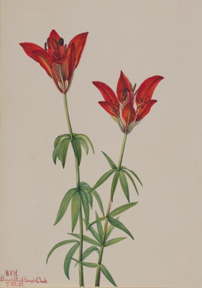 Giglio di legno Lilium philadelphicum da Mary Vaux Walcott