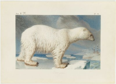 Orso polare da Nicolas Maréchal