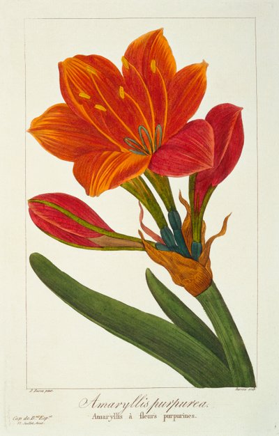 Amaryllis Purpurea, pub. 1836 da Panacre Bessa