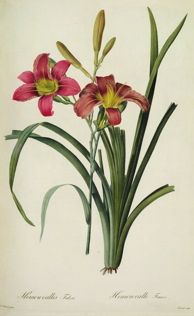 Hemerocallis fulva (giglio), da 