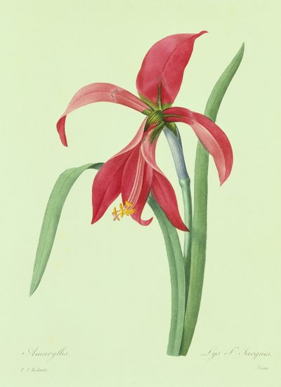 Amaryllis da Pierre Joseph Redouté