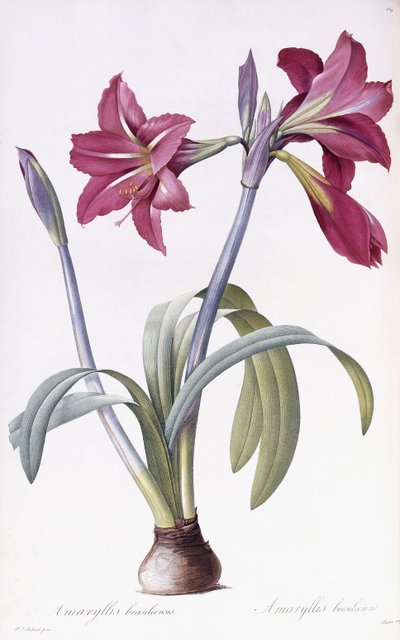 Amaryllis Brasiliensis da Pierre Joseph Redouté