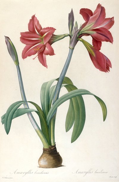 Amaryllis brasiliensis da Pierre Joseph Redouté