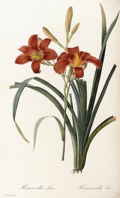 Hemerocallis Fulva - Hemerocallis fulva da Pierre Joseph Redouté