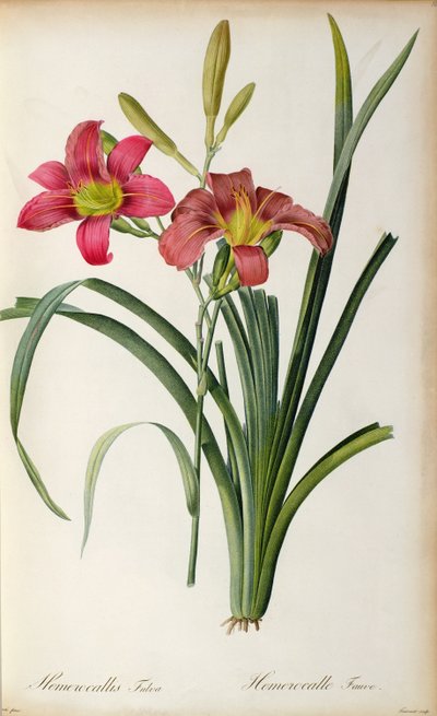 Hemerocallis fulva, da 