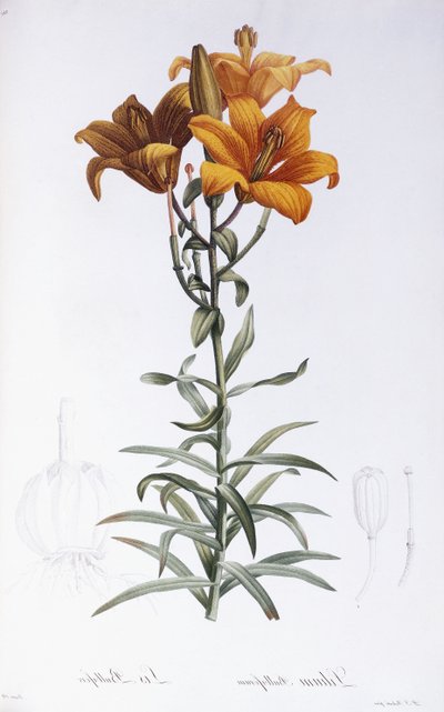 Lilium Bulbiferum da Pierre Joseph Redouté