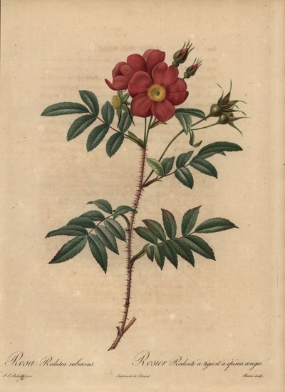 Rosa rossa, Rosa da Pierre Joseph Redouté